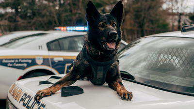 California police K-9 was helping SWAT arrest a barricaded suspect. Then the wanted man allegedly bit off part of the dog’s ear