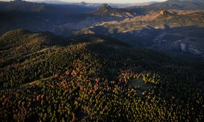 In Colorado, the Majestic Ponderosa Pines Are Dying
