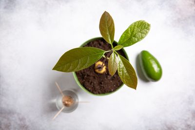 Can You Grow an Avocado Tree From the Pit — And Will It Ever Produce Fruit?