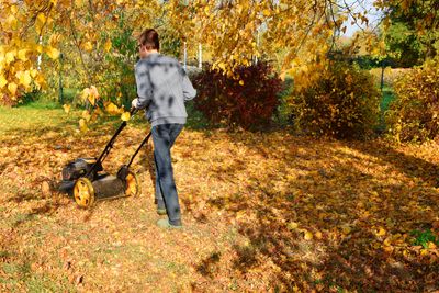 Should You Leave Fallen Leaves on the Lawn? Yes and No