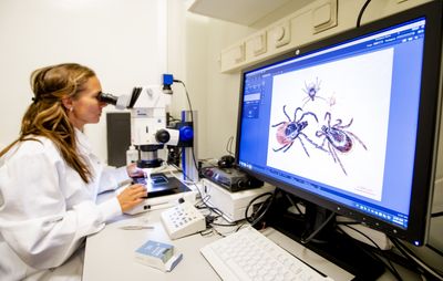 HHS Awards Nearly $3 Million to Test Tick-Killing Deer Feed and Rodent Baits Against Lyme and Alpha-Gal