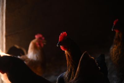 Backyard Poultry Salmonella Outbreaks End at 1,253 Illnesses, Second Largest on Record, with Drug Resistance in Some Cases