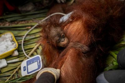 ‘The toll is huge’: El Niño-driven wildfires overwhelm Indonesia’s orangutan population