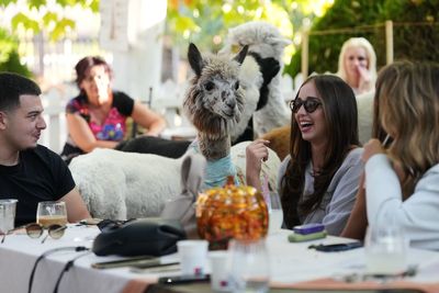 Not your everyday coffee in a Serbia cafe. Enjoy it in the company of alpacas