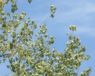 Country diary: Which tree sounds the best in the wind? Take a bough, the poplar