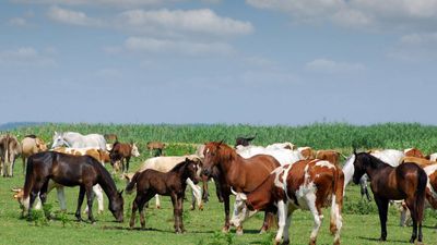 South Carolina family permanently protects 2,000-acre farm from development in historic deal