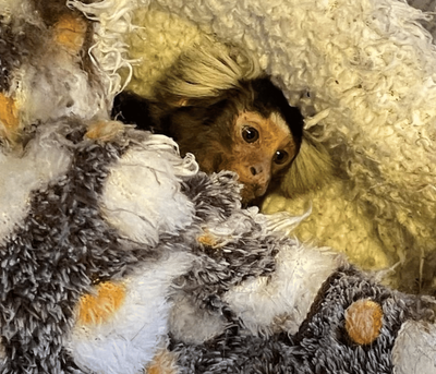Monkey rescued from London home after it was found in bird cage