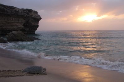 Oman Turtle Reserve Rules Explained After Influencer Sat on Sea Turtle: No Night Entry Without a Permit