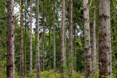 Half a million trees to be planted to tackle extreme weather and 'make Britain wet again’