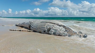 Whale of a job over, rotting carcass removed from beach