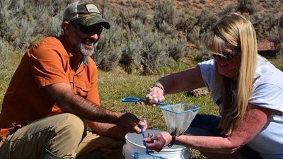 Right Hand Fork Experiment: USGS field test finds native trout rebound; model points to strong long-term recovery