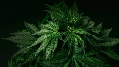 California couple’s $1M cannabis-related fines cleared five years after buying their home
