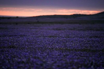 It's spring in the Southern Hemisphere and even Chile's Atacama Desert is blossoming