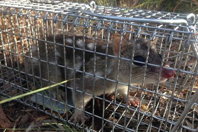 Once-common marsupial inching close to extinction across Australia, scientists warn