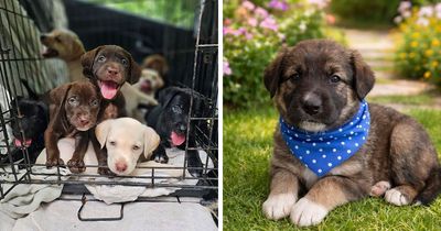 50 Adorable Abandoned Puppies Given A Fresh Start By The “All Sato Rescue” Organization