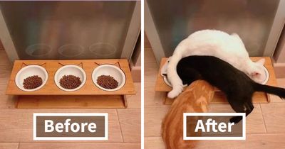 This Community Posted 57 Hilarious Cat Memes That Deserve A Spot On Your Feed