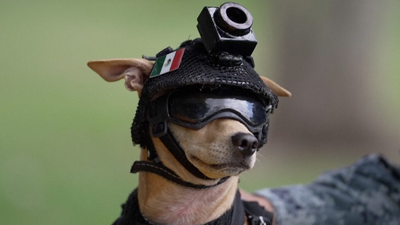 Meet Comando: 7-kg Chihuahua joins Mexico’s National Guard for rescue work