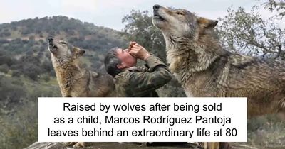 The Story Of Marcos Rodríguez Pantoja, The Boy Raised By Wolves, Has Ended At 80