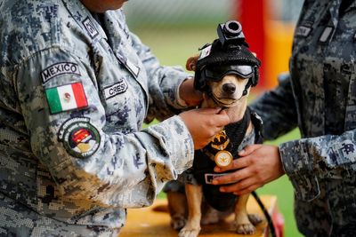 Meet the Mexican National Guard’s pint-sized recruit – a chihuahua