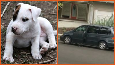 Police ask for help in the hunt for a SoCal woman accused of luring a puppy to her van before running it over