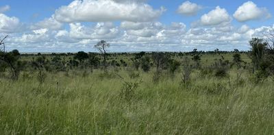 Rising CO₂ is making African savanna grasses grow more – what this means for grazing, fire and carbon storage