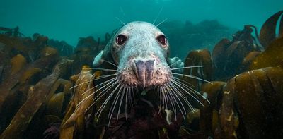North Sea, Nature Untamed puts personal wonder back into nature documentaries