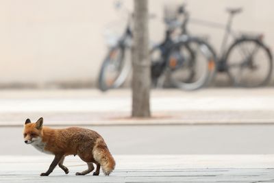 Hinesville Fox Tests Positive for Rabies After Attacking Resident Near Bryant Commons Park, Prompting Pet Vaccine Reminder