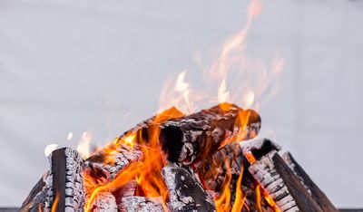 That Free Firewood Could Bring a Tree-Killing Pest Into Your Yard