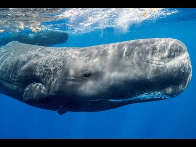 Sperm whale sinks 52-foot yacht in South Pacific; mysterious organ may explain how it can deliver such powerful blows
