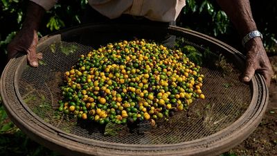 Palermo, first coffee grown and harvested in Italy: warmer climate is changing farming