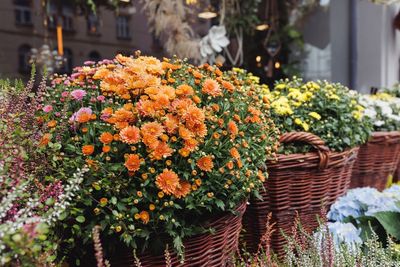 Fall Flowers That Keep Garden Beds Colorful After Summer Fades