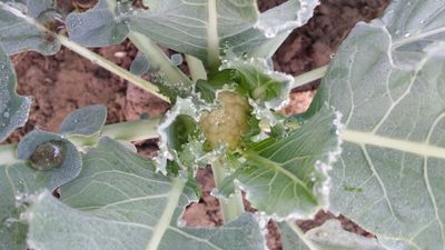 Cool-Season Crops That Still Have Time to Grow Before Frost