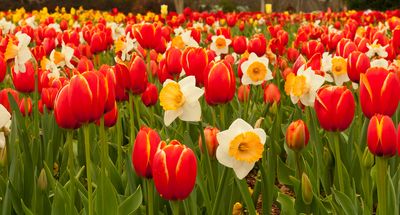 10 Bulbs to Plant in October for Strong Spring Color