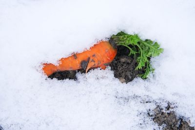 What Happens If You Leave Carrots in the Ground All Winter?