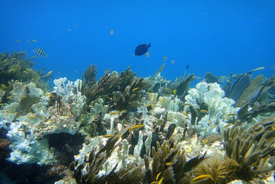 Oceans Absorbed 40 Times the World's Energy Use in 2025 as 84% of Coral Reefs Hit Bleaching Heat