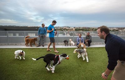 New Washington DC law bans landlords from imposing dog breed restrictions