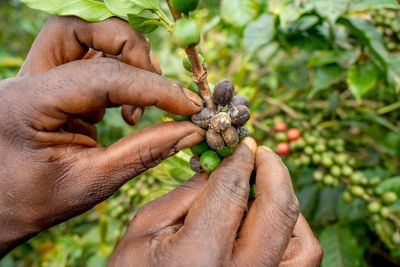Climate resilient coffee varieties helping Kenyan farmers to protect UK brews