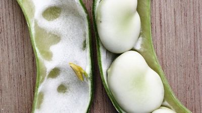 Somerset family grows same broad bean since 1875; heirloom joins national collection
