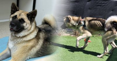 Kuma almost starved to death after her owner suddenly died. Now she's thriving again