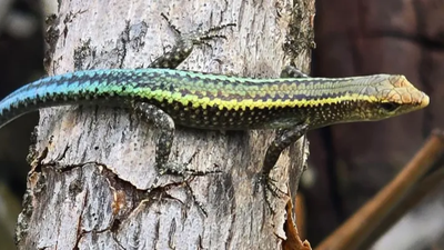 66 blue-tailed skinks saved in 2010; 545 released on a new island 15 years later