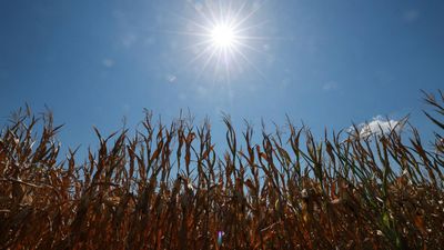 More than half of Europe faced intense summer heat stress, EU monitor says