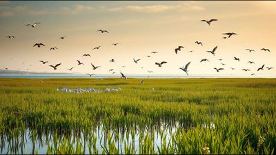 A British golf course was transformed into thriving coastal wetlands