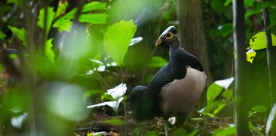 Birdsong tells only part of a forest’s story: Evolutionary trees reveals the rest