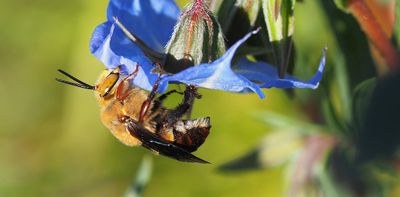 Are Australia’s native bees thriving or declining? We don’t know but can find out