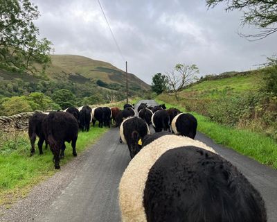 Country diary: A TB scare is still hanging over the farm