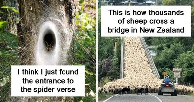 71 Pics Showing People, Places And Things Being Far More Interesting Than Expected
