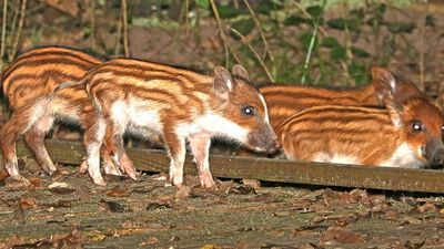 Forest Recovery After Pig Removal: Long-term Hawaiian data tracks native gains; invasive guava also surges