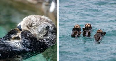 This Cute Sea Otter Resting Habit Is Actually All About Staying Warm