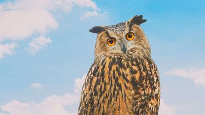 Review: The Fugitive Owl Who Captured New York's Attention