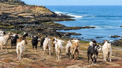 Goat Removal Spurs Plant Recovery: scientists chart paintbrush rebound; ecosystem shows resilience